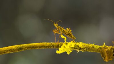 perbedaan mimikri dan kamuflase