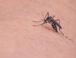 Benarkah Malaria Lebih Sering Terjadi pada Saat Cuaca Panas?