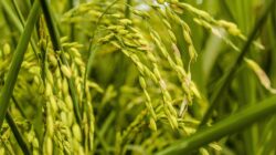Istilah pertanian padi Sunda
