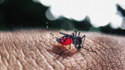 5 Bahan Alami yang Ampuh Usir Nyamuk dari Rumah