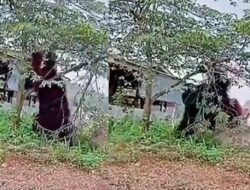 Geger! Orangutan Berukuran Raksasa Terekam Kamera di Kalimantan Timur